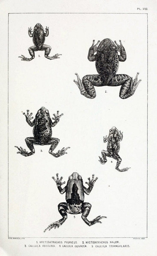 Catalogue of the Batrachia Salientia and Apoda (frogs, toads, and cÃ…â€œcilians) of souther | Amphibians India  | Vintage Print Reproduction 455785