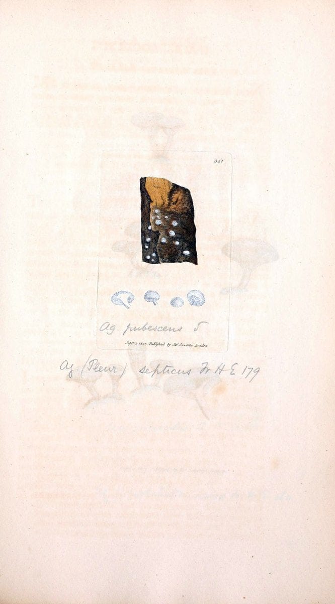 Coloured figures of English fungi or mushrooms. London,Printed by J. Davis,1797-[1809]. | England Mushrooms  | Vintage Print Reproduction 455786