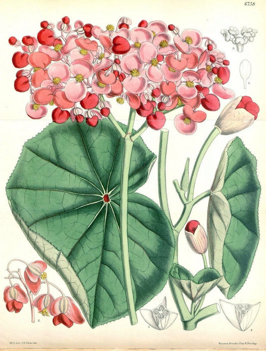 Curtis's botanical magazine. London ; New York [etc.] :Academic Press [etc.]. | "Botanical illustration" Botany Periodicals "Pictorial works" "Plants, Ornamental"  | Vintage Print Reproduction 455787