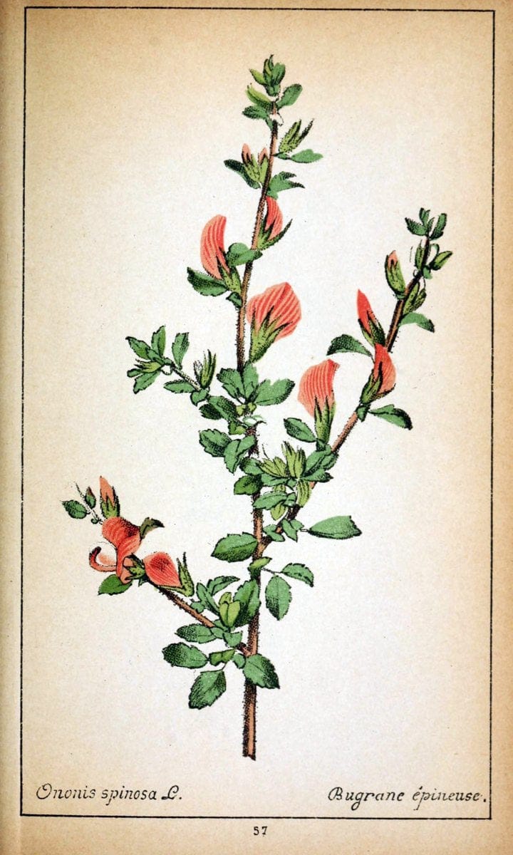 Choix de plantes de l'Europe centrale et particuliÃ¨rement de la Suisse et de la SavoieGe | Europe Central "Pictorial works" Plants "Savoy (France and Italy)" Switzerland  | Vintage Reproduction 455788