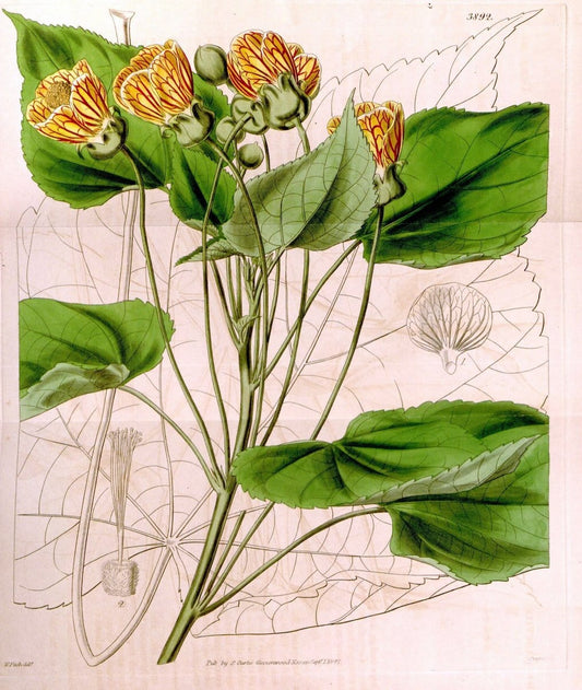 Curtis's botanical magazine. London ; New York [etc.] :Academic Press [etc.]. | "Botanical illustration" Botany Periodicals "Pictorial works" "Plants, Ornamental"  | Vintage Print Reproduction 455789