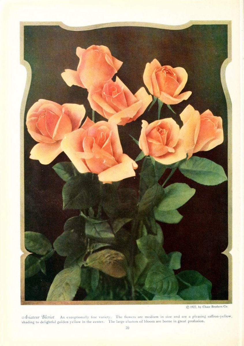 Chase fruit and flowers in natural colorsRochester, N.Y.,Chase brothers company[c1922] | Vintage Print Reproduction 455790
