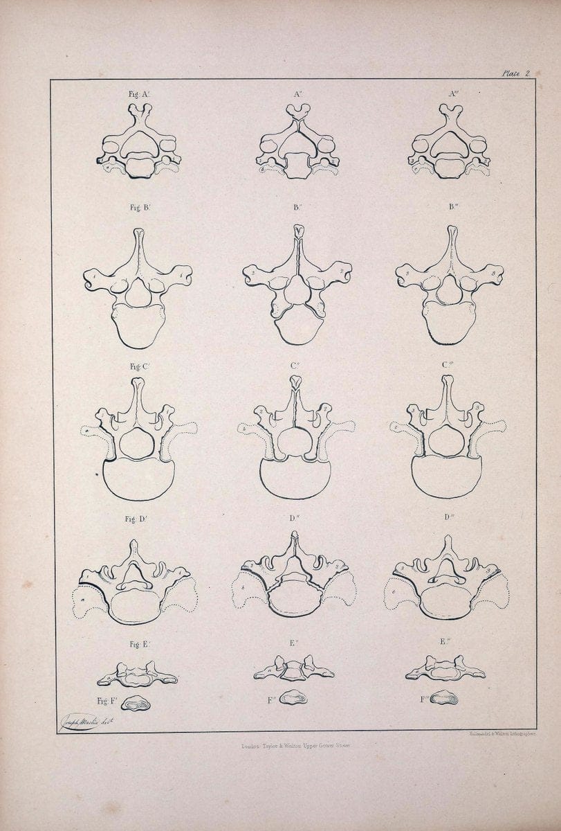 Comparative osteology:.London,Taylor and Walton,1847.  | Bones | Vintage Print Reproduction 455791