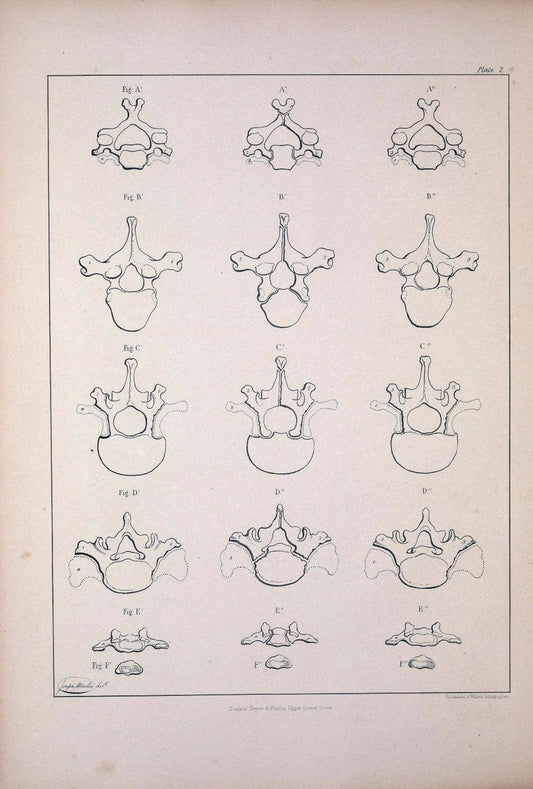 Comparative osteology:.London,Taylor and Walton,1847.  | Bones | Vintage Print Reproduction 455791