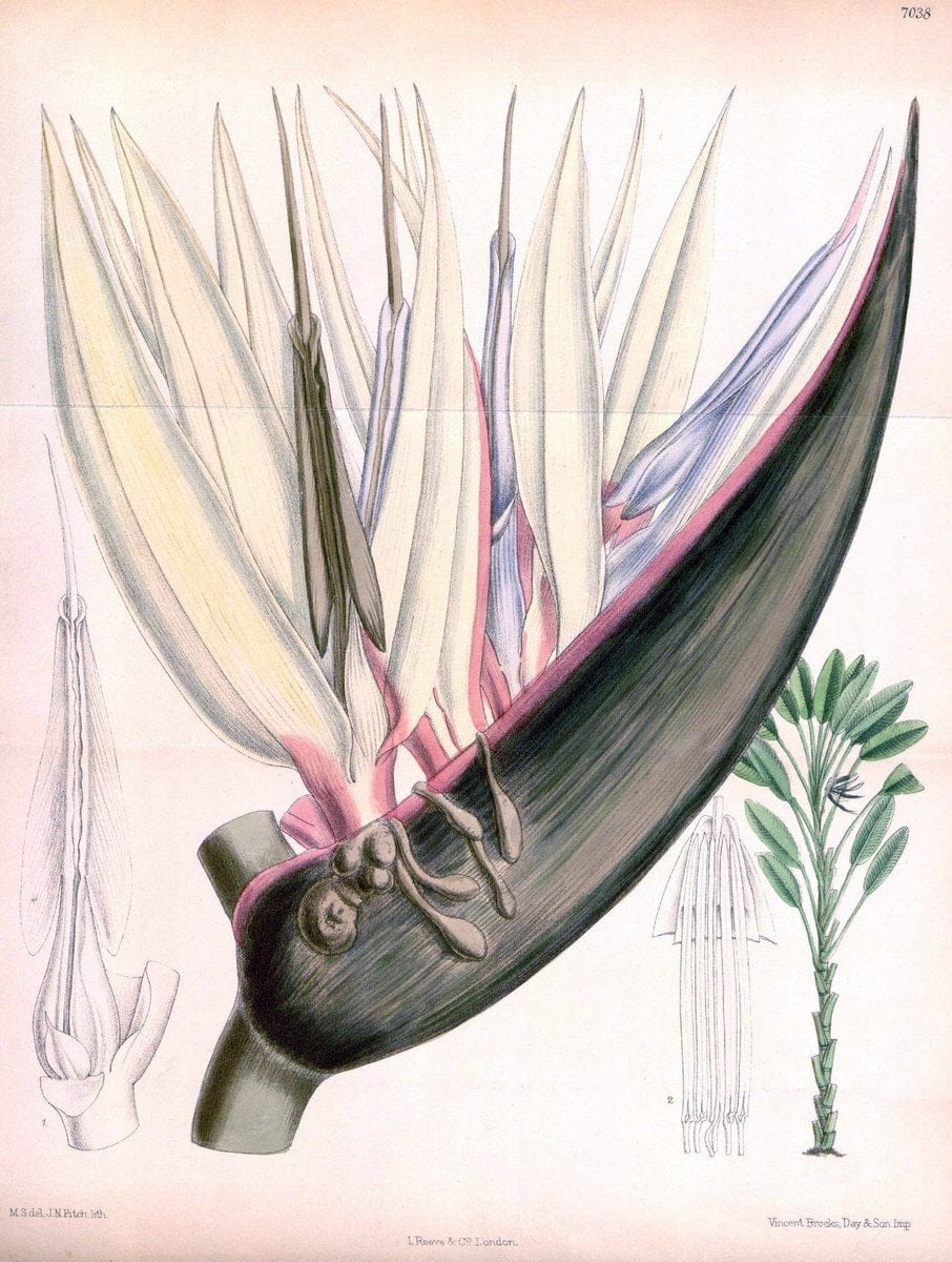 Curtis's botanical magazine. London ; New York [etc.] :Academic Press [etc.]. | "Botanical illustration" Botany Periodicals "Pictorial works" "Plants, Ornamental"  | Vintage Print Reproduction 455792