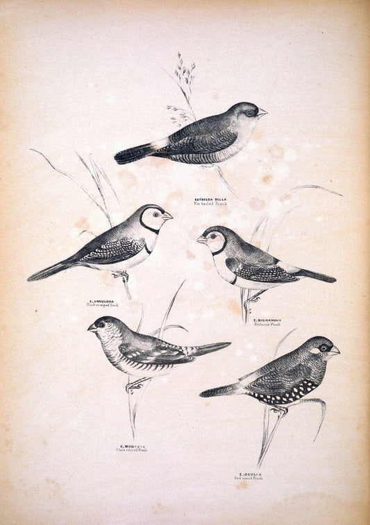 Companion to Gould's Handbook; or, Synopsis of the birds of Australia. Brisbane,Thorne & Greenwell,1877.  | Australia Birds | Vintage Print Reproduction 455793