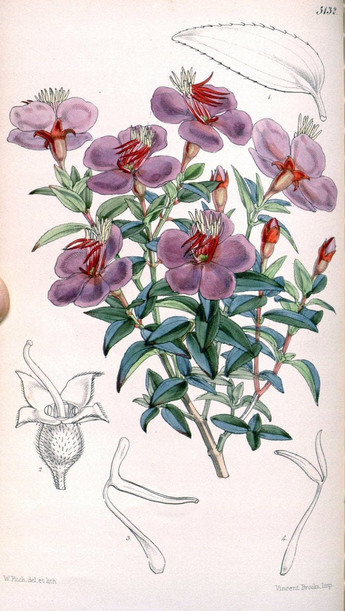 Curtis's botanical magazine. London ; New York [etc.] :Academic Press [etc.]. | "Botanical illustration" Botany Periodicals "Pictorial works" "Plants, Ornamental"  | Vintage Print Reproduction 455794