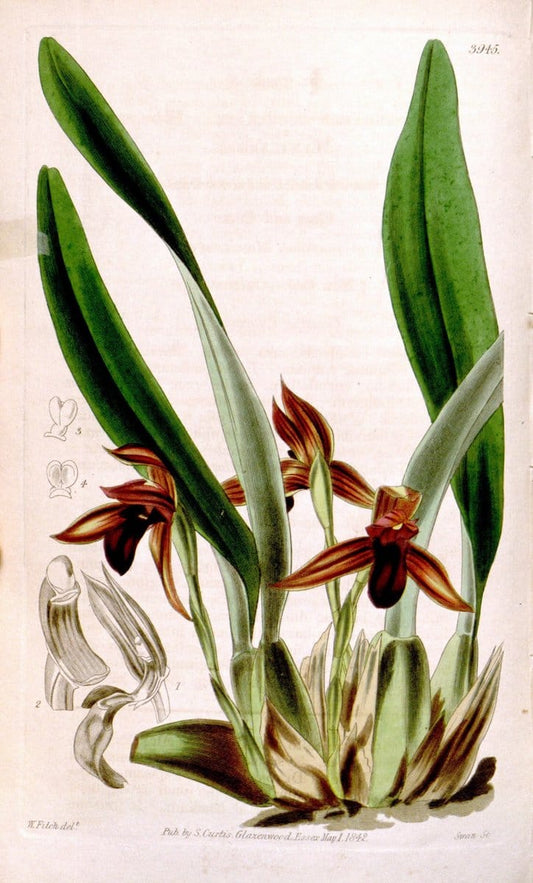 Curtis's botanical magazine. London ; New York [etc.] :Academic Press [etc.]. | "Botanical illustration" Botany Periodicals "Pictorial works" "Plants, Ornamental"  | Vintage Print Reproduction 455795