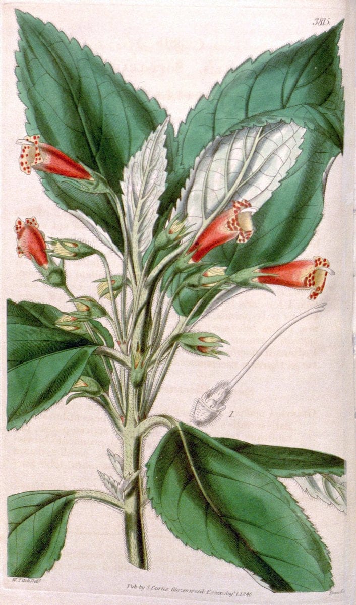 Curtis's botanical magazine. London ; New York [etc.] :Academic Press [etc.]. | "Botanical illustration" Botany Periodicals "Pictorial works" "Plants, Ornamental"  | Vintage Print Reproduction 455796