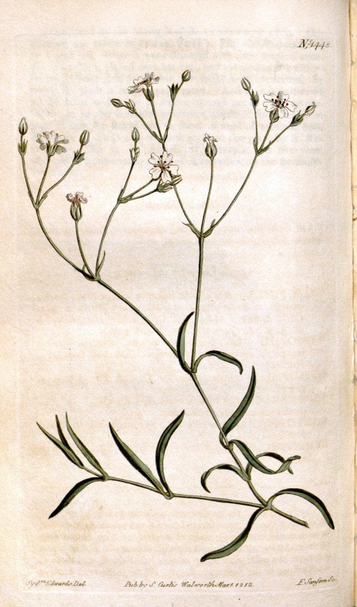 Curtis's botanical magazine. London ;New York [etc.] :Academic Press [etc.]. | Botany Periodicals "Pictorial works"  | Vintage Print Reproduction 455797