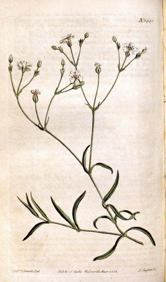 Curtis's botanical magazine. London ;New York [etc.] :Academic Press [etc.]. | Botany Periodicals "Pictorial works"  | Vintage Print Reproduction 455797