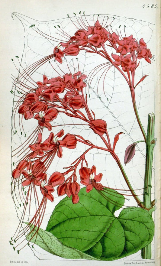 Curtis's botanical magazine. London ;New York [etc.] :Academic Press [etc.]. | Botany Periodicals "Pictorial works"  | Vintage Print Reproduction 455798