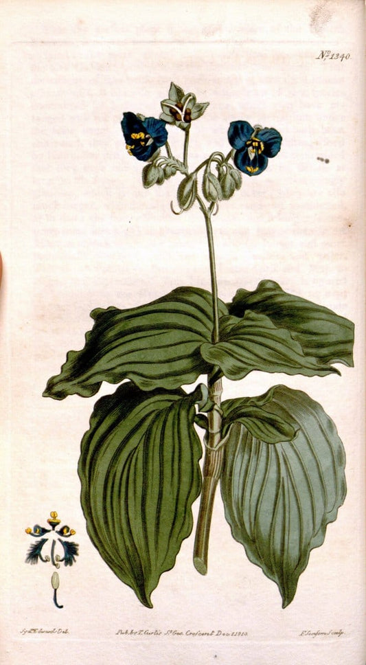 Curtis's botanical magazine. London ; New York [etc.] :Academic Press [etc.]. | "Botanical illustration" Botany Periodicals "Pictorial works" "Plants, Ornamental"  | Vintage Print Reproduction 455799