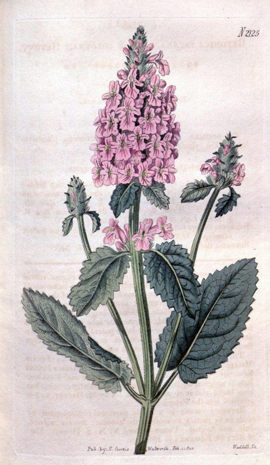 Curtis's botanical magazine. London ; New York [etc.] :Academic Press [etc.]. | "Botanical illustration" Botany Periodicals "Pictorial works" "Plants, Ornamental"  | Vintage Print Reproduction 455802