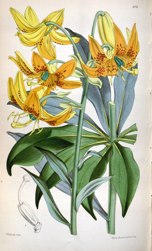 Curtis's botanical magazine. London ; New York [etc.] :Academic Press [etc.]. | "Botanical illustration" Botany Periodicals "Pictorial works" "Plants, Ornamental"  | Vintage Print Reproduction 455803