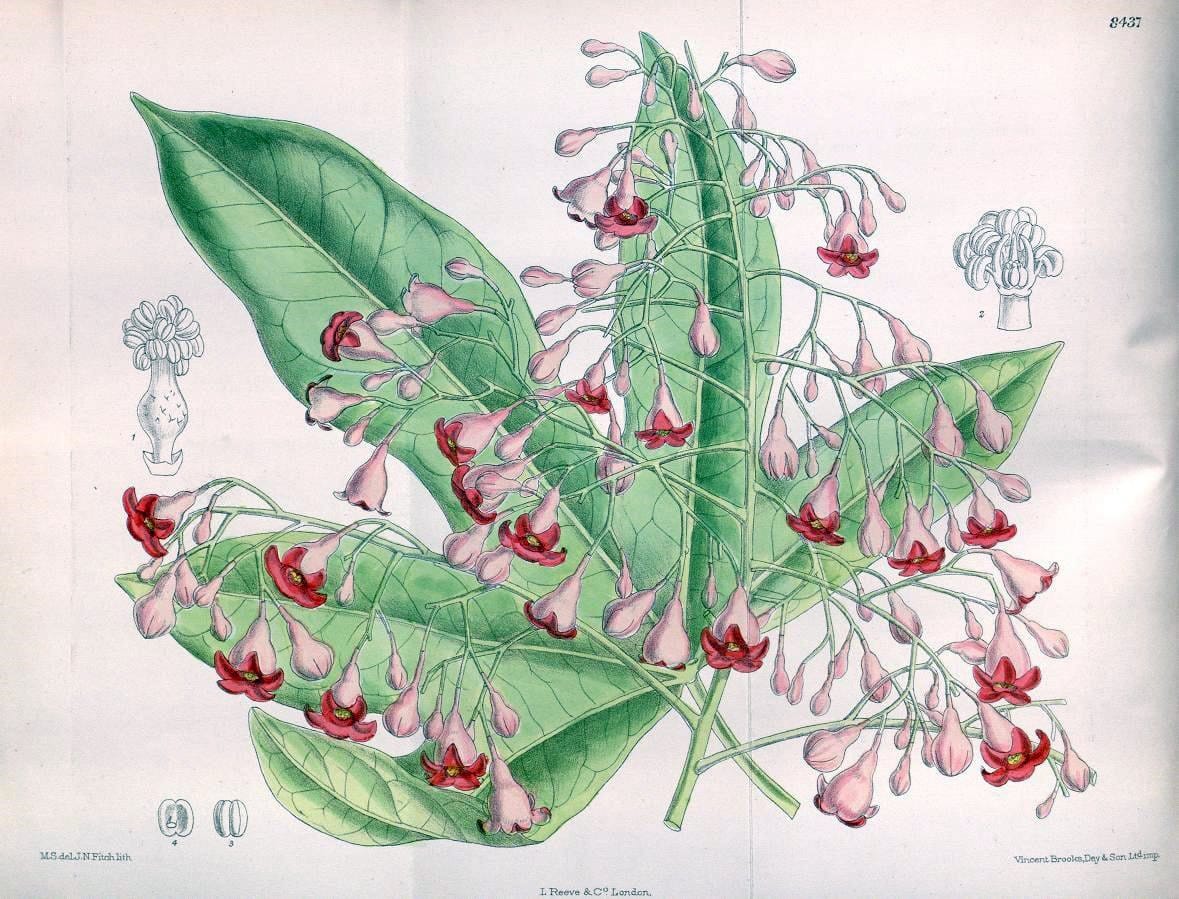 Curtis's botanical magazine. London ; New York [etc.] :Academic Press [etc.]. | "Botanical illustration" Botany Periodicals "Pictorial works" "Plants, Ornamental"  | Vintage Print Reproduction 455804