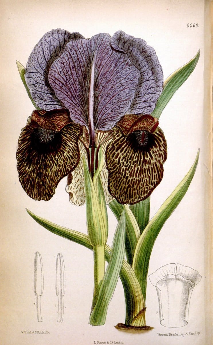 Curtis's botanical magazine. London ; New York [etc.] :Academic Press [etc.]. | "Botanical illustration" Botany Periodicals "Pictorial works" "Plants, Ornamental"  | Vintage Print Reproduction 455805