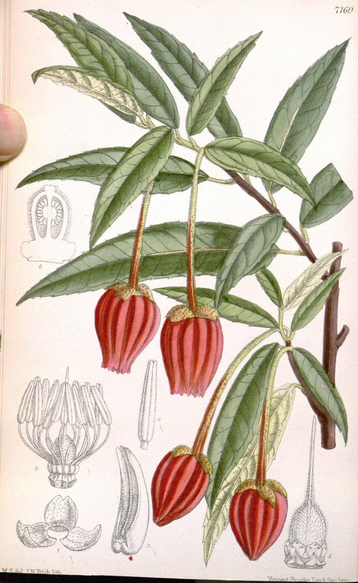 Curtis's botanical magazine. London ; New York [etc.] :Academic Press [etc.]. | "Botanical illustration" Botany Periodicals "Pictorial works" "Plants, Ornamental"  | Vintage Print Reproduction 455806