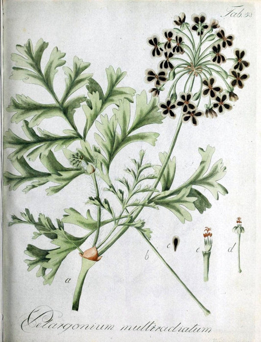 Collectio plantarum tam exoticarum, quam indigenarum, cum delineatione, descriptione cul | Botany | Vintage Print Reproduction 455807