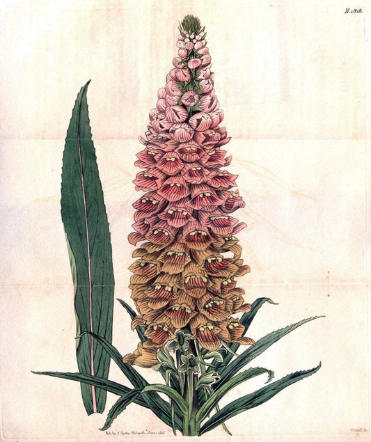 Curtis's botanical magazine. London ; New York [etc.] :Academic Press [etc.]. | "Botanical illustration" Botany Periodicals "Pictorial works" "Plants, Ornamental"  | Vintage Print Reproduction 455808