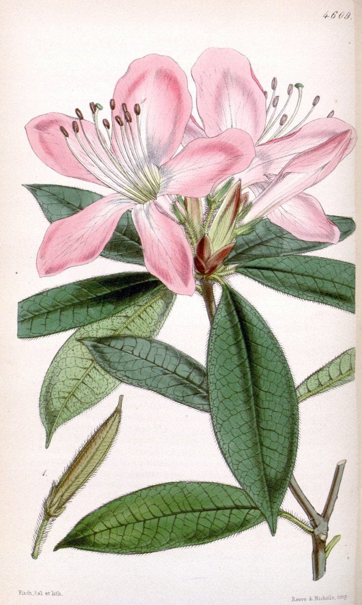 Curtis's botanical magazine. London ; New York [etc.] :Academic Press [etc.]. | "Botanical illustration" Botany Periodicals "Pictorial works" "Plants, Ornamental"  | Vintage Print Reproduction 455809