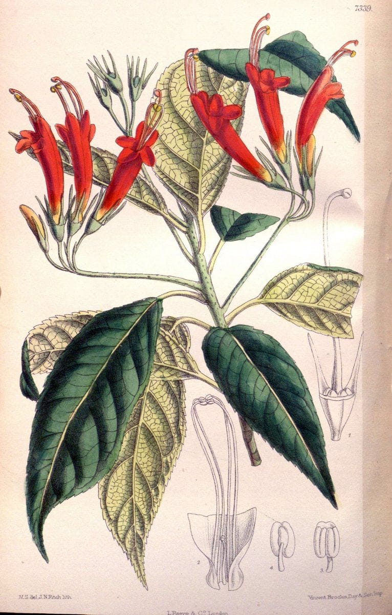 Curtis's botanical magazine. London ; New York [etc.] :Academic Press [etc.]. | "Botanical illustration" Botany Periodicals "Pictorial works" "Plants, Ornamental"  | Vintage Print Reproduction 455810