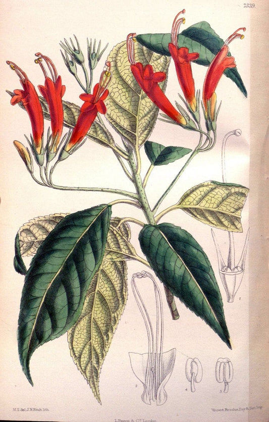 Curtis's botanical magazine. London ; New York [etc.] :Academic Press [etc.]. | "Botanical illustration" Botany Periodicals "Pictorial works" "Plants, Ornamental"  | Vintage Print Reproduction 455810