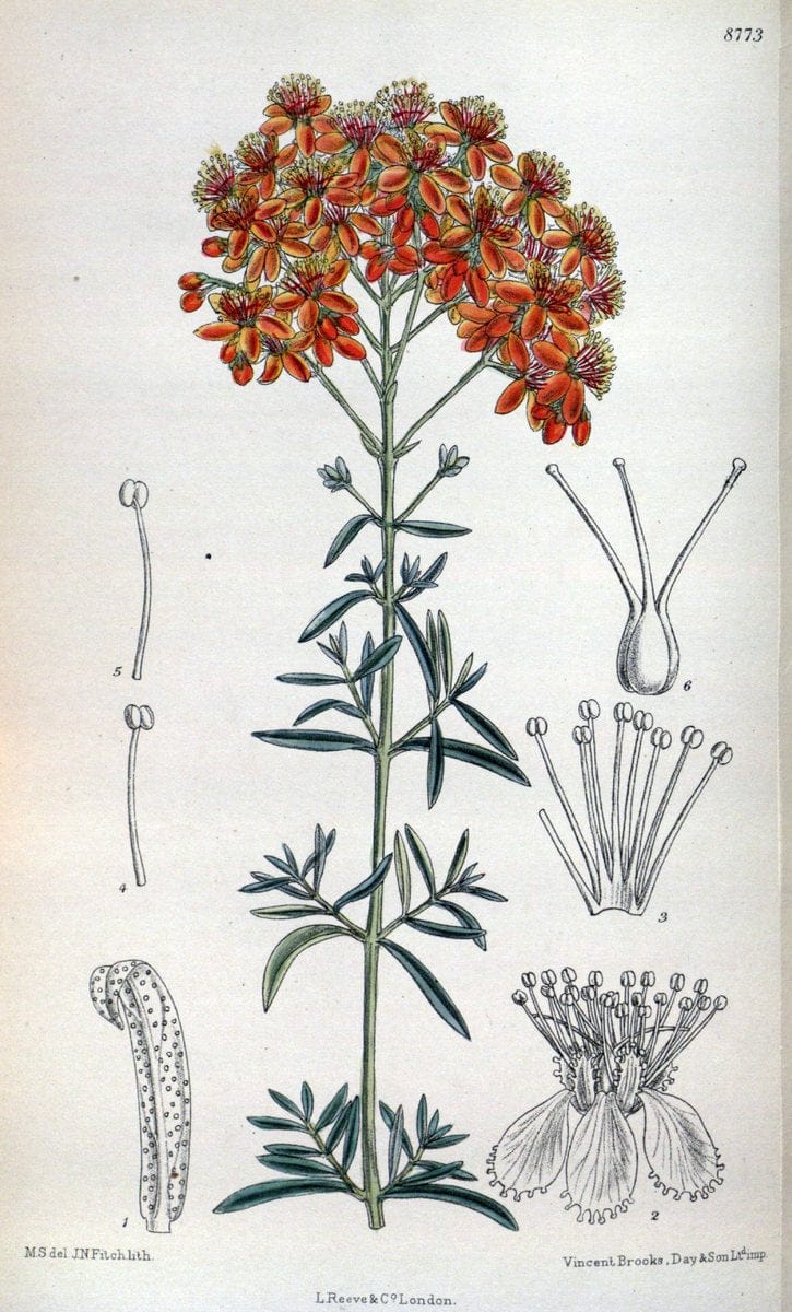 Curtis's botanical magazine. London ; New York [etc.] :Academic Press [etc.]. | "Botanical illustration" Botany Periodicals "Pictorial works" "Plants, Ornamental"  | Vintage Print Reproduction 455811