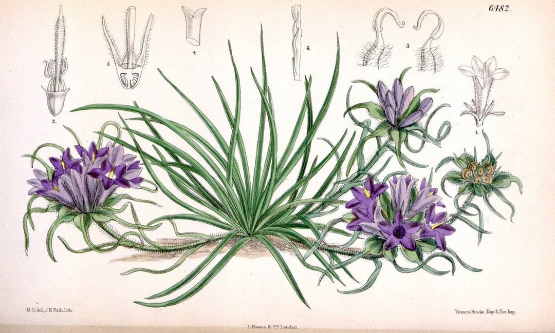 Curtis's botanical magazine. London ; New York [etc.] :Academic Press [etc.]. | "Botanical illustration" Botany Periodicals "Pictorial works" "Plants, Ornamental"  | Vintage Print Reproduction 455812