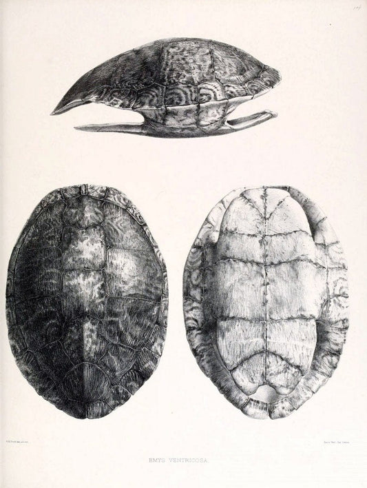 Catalogue of shield reptiles in the collection of the British Museum /.London :Printed by order of the Trustees,1855-1872.  | Vintage Print Reproduction 455813