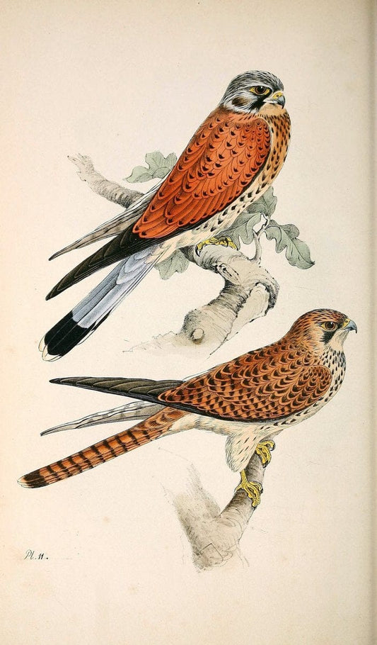 Coloured illustrations of British birds, and their eggs /.London :G.W. Nickisson,1842-1850.. |  | Vintage Print Reproduction 455814