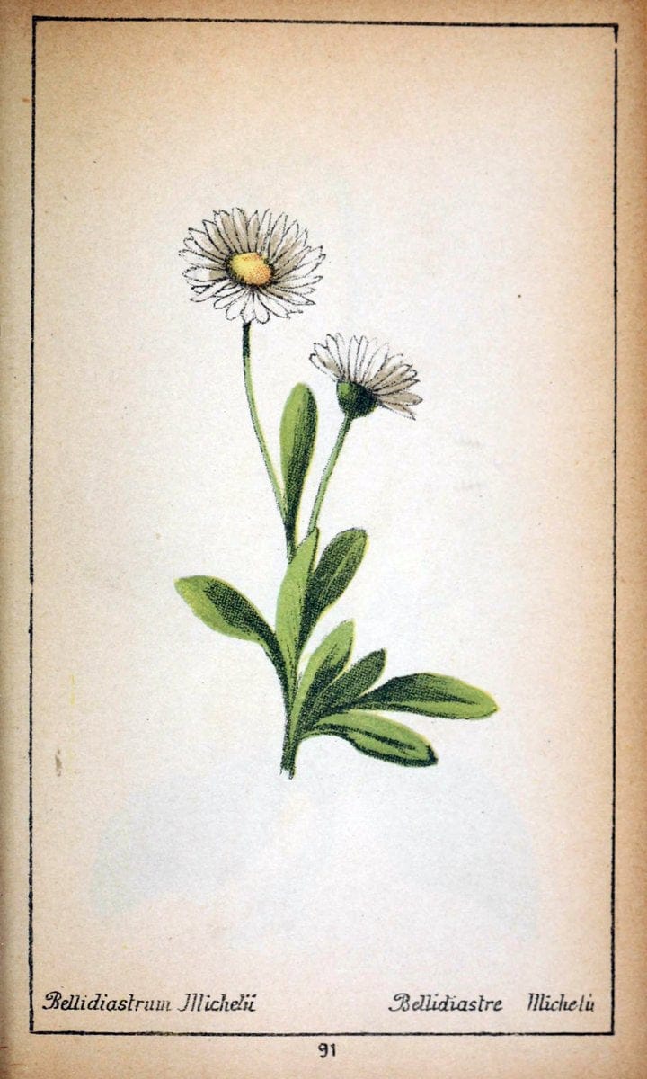 Choix de plantes de l'Europe centrale et particuliÃ¨rement de la Suisse et de la SavoieGe | Europe Central "Pictorial works" Plants "Savoy (France and Italy)" Switzerland  | Vintage Reproduction 455815
