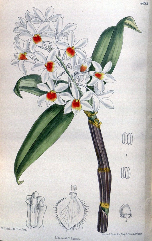 Curtis's botanical magazine. London ; New York [etc.] :Academic Press [etc.]. | "Botanical illustration" Botany Periodicals "Pictorial works" "Plants, Ornamental"  | Vintage Print Reproduction 455816