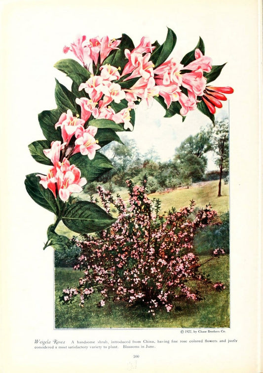 Chase fruit and flowers in natural colorsRochester, N.Y.,Chase brothers company[c1922] | Vintage Print Reproduction 455818