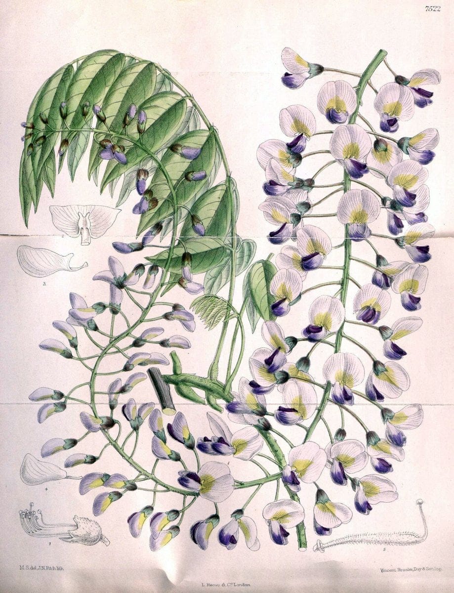 Curtis's botanical magazine. London ; New York [etc.] :Academic Press [etc.]. | "Botanical illustration" Botany Periodicals "Pictorial works" "Plants, Ornamental"  | Vintage Print Reproduction 455819