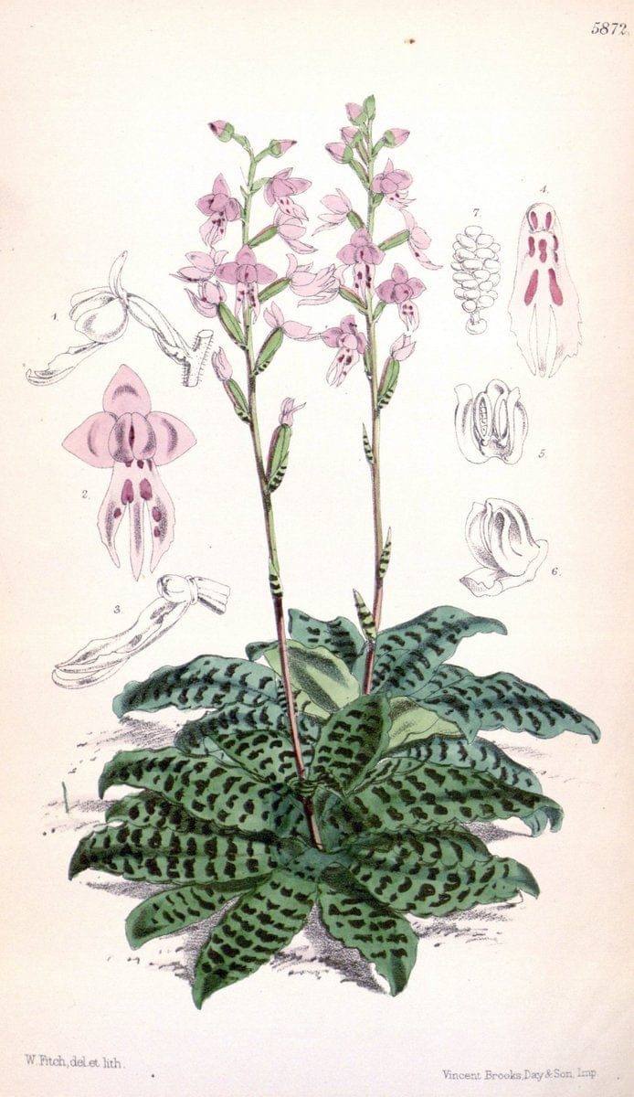 Curtis's botanical magazine. London ; New York [etc.] :Academic Press [etc.]. | "Botanical illustration" Botany Periodicals "Pictorial works" "Plants, Ornamental"  | Vintage Print Reproduction 455820