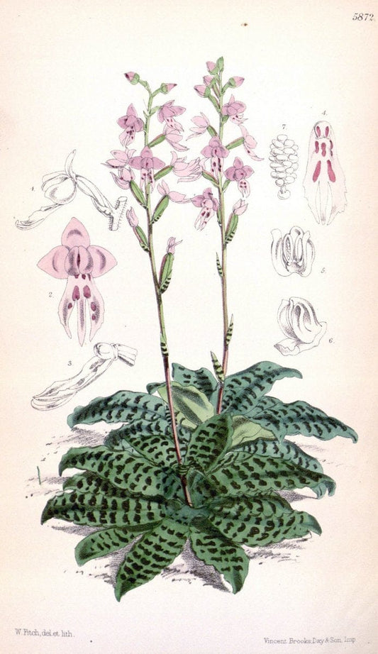 Curtis's botanical magazine. London ; New York [etc.] :Academic Press [etc.]. | "Botanical illustration" Botany Periodicals "Pictorial works" "Plants, Ornamental"  | Vintage Print Reproduction 455820