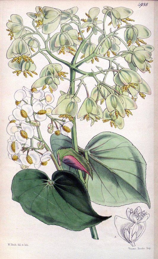 Curtis's botanical magazine. London ; New York [etc.] :Academic Press [etc.]. | "Botanical illustration" Botany Periodicals "Pictorial works" "Plants, Ornamental"  | Vintage Print Reproduction 455821