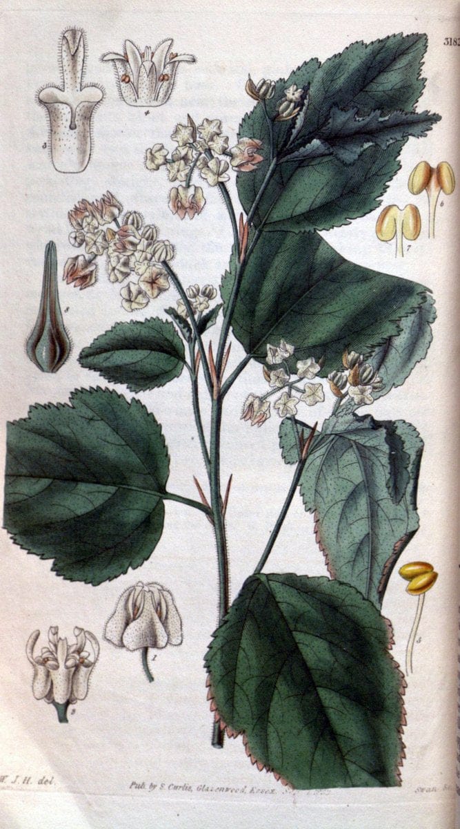 Curtis's botanical magazine. London ; New York [etc.] :Academic Press [etc.]. | "Botanical illustration" Botany Periodicals "Pictorial works" "Plants, Ornamental"  | Vintage Print Reproduction 455822