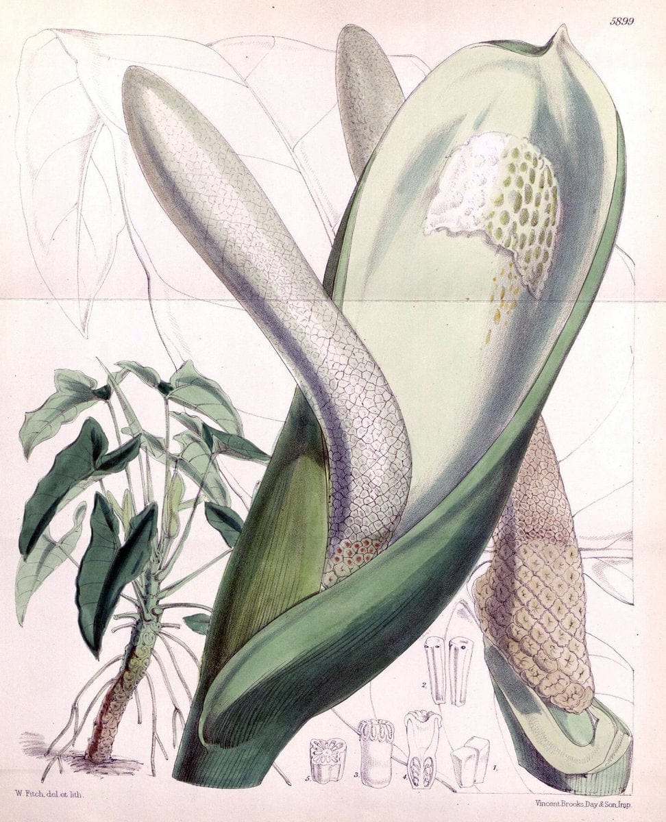Curtis's botanical magazine..London ;New York [etc.] :Academic Press [etc.]. |  | Vintage Print Reproduction 455823