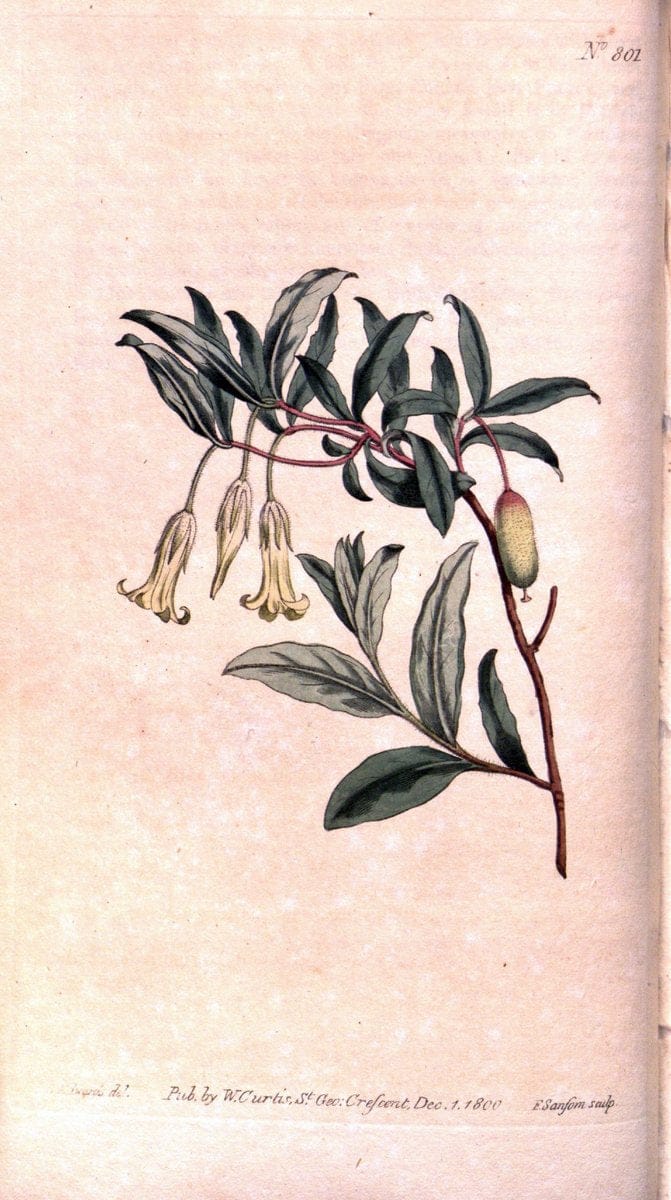 Curtis's botanical magazine. London ;New York [etc.] :Academic Press [etc.]. | Botany Periodicals "Pictorial works"  | Vintage Print Reproduction 455825