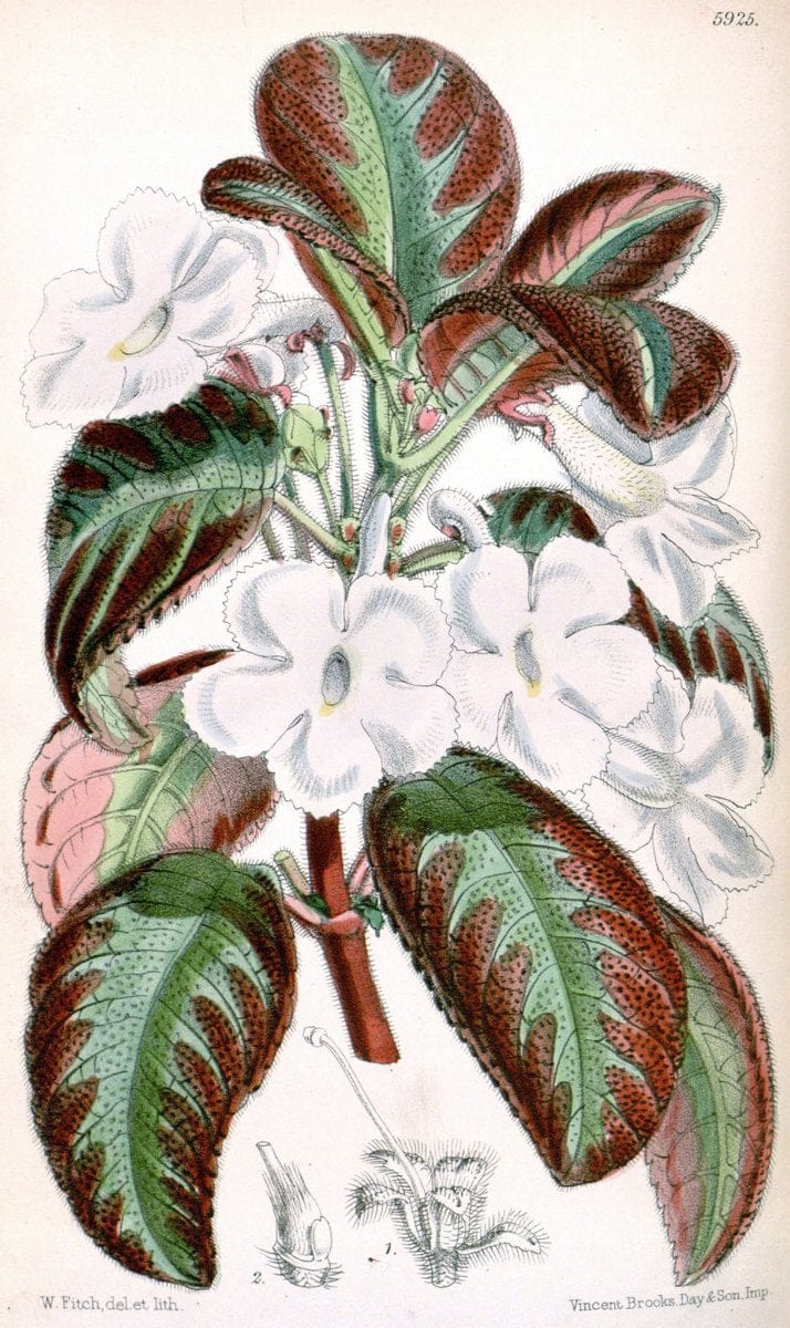 Curtis's botanical magazine. London ;New York [etc.] :Academic Press [etc.]. | Botany Periodicals "Pictorial works"  | Vintage Print Reproduction 455826