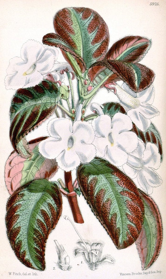 Curtis's botanical magazine. London ;New York [etc.] :Academic Press [etc.]. | Botany Periodicals "Pictorial works"  | Vintage Print Reproduction 455826