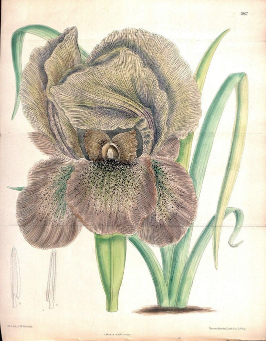 Curtis's botanical magazine. London ;New York [etc.] :Academic Press [etc.]. | Botany Periodicals "Pictorial works"  | Vintage Print Reproduction 455827
