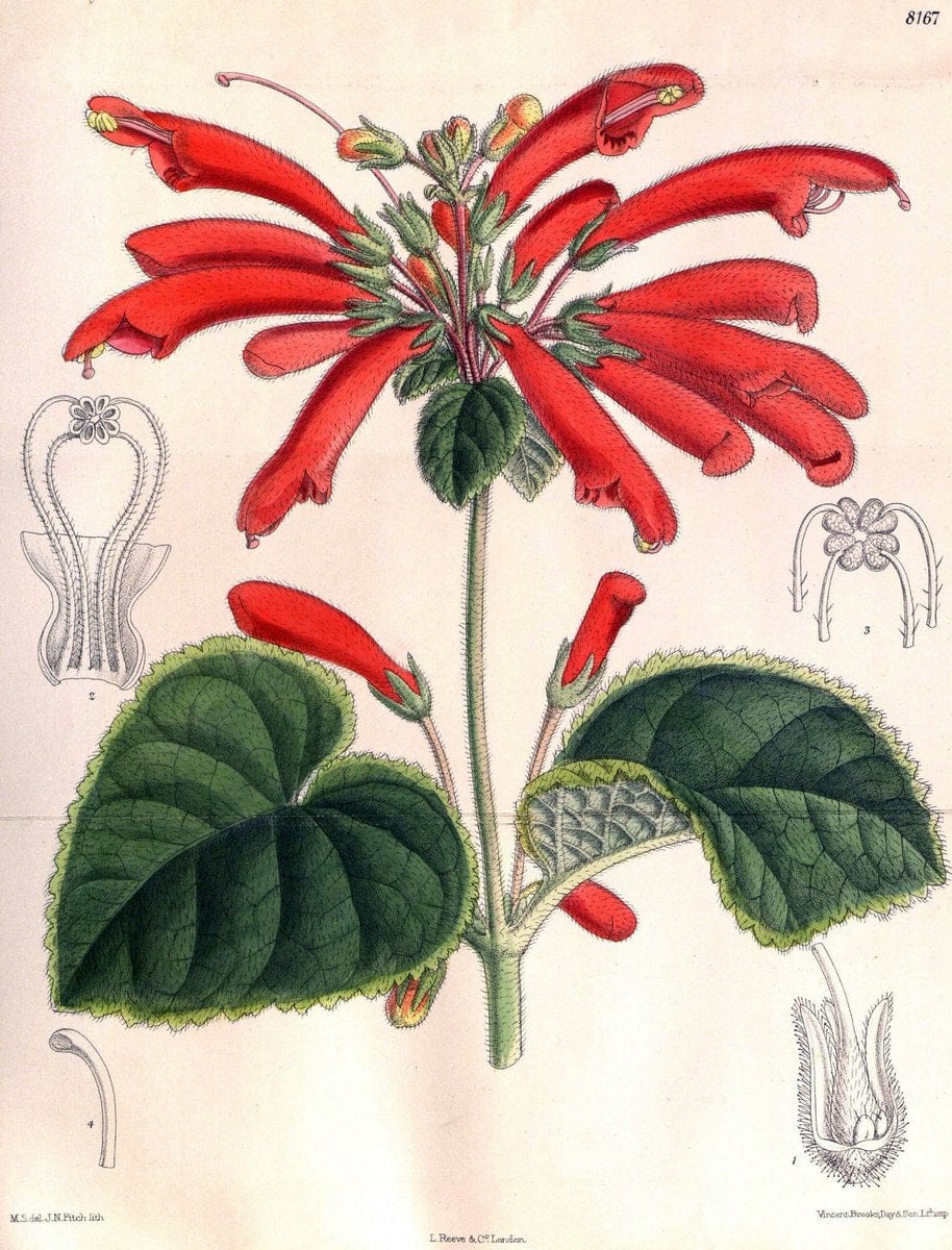 Curtis's botanical magazine. London ;New York [etc.] :Academic Press [etc.]. | Botany Periodicals "Pictorial works"  | Vintage Print Reproduction 455828