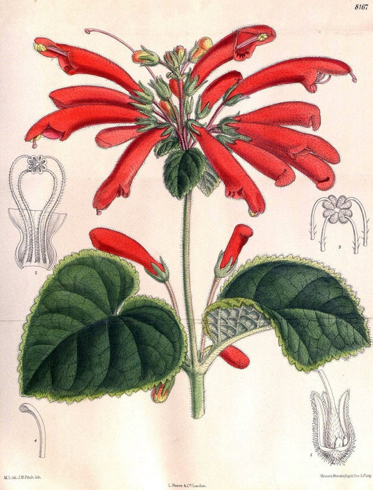 Curtis's botanical magazine. London ;New York [etc.] :Academic Press [etc.]. | Botany Periodicals "Pictorial works"  | Vintage Print Reproduction 455828