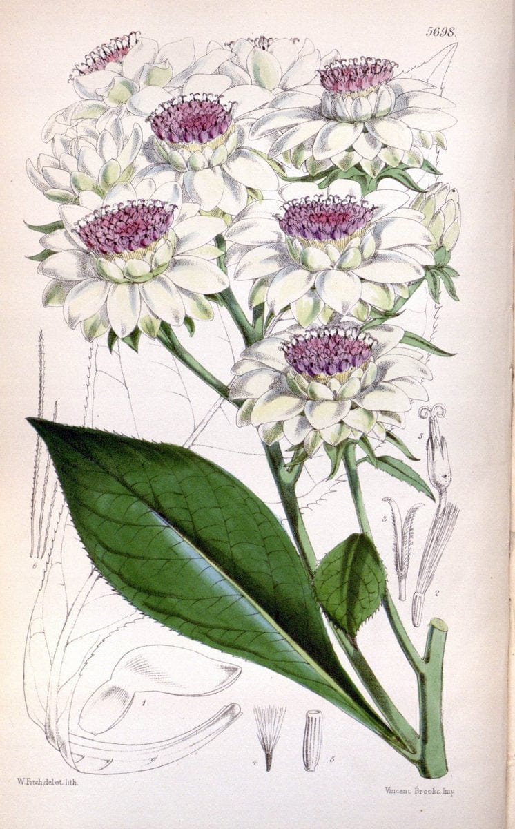 Curtis's botanical magazine. London ; New York [etc.] :Academic Press [etc.]. | "Botanical illustration" Botany Periodicals "Pictorial works" "Plants, Ornamental"  | Vintage Print Reproduction 455829