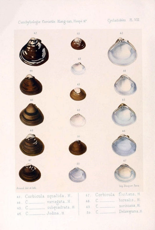Conchyliologie fluviatile de la province de Nanking et de la Chine centrale /.Paris :Savy,[1875-1885]. | China Mollusks "Nanjing (Jiangsu Sheng)"  | Vintage Print Reproduction 455830