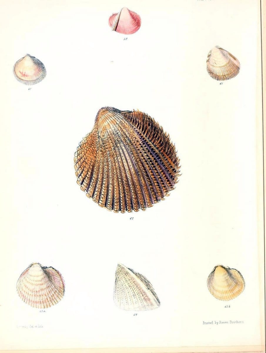 Conchologia iconica, or, Illustrations of the shells of molluscous animals /.London :Reeve, Brothers,1843-1878.. |  | Vintage Print Reproduction 455831