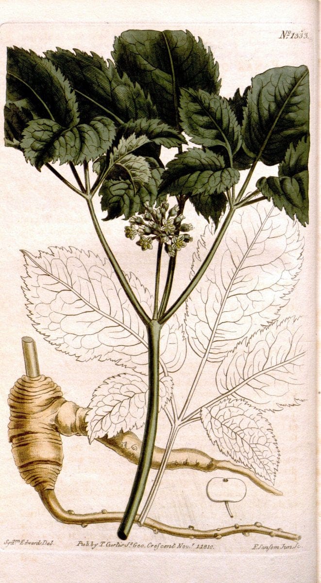 Curtis's botanical magazine. London ; New York [etc.] :Academic Press [etc.]. | "Botanical illustration" Botany Periodicals "Pictorial works" "Plants, Ornamental"  | Vintage Print Reproduction 455832